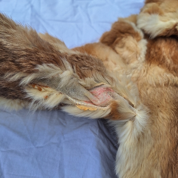 Real Rabbit Fur Tan Jacket - Picture 3 of 7